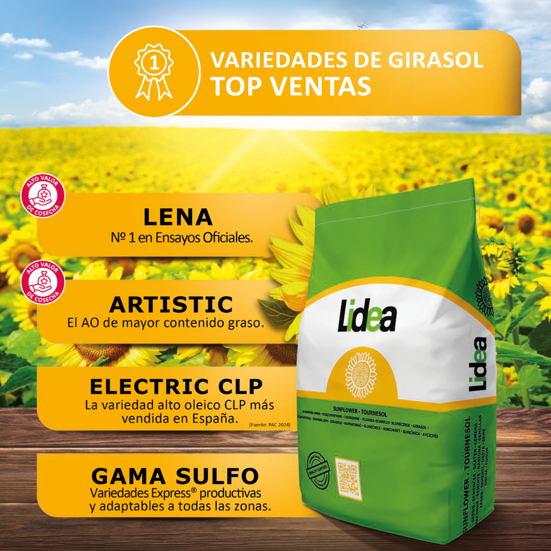 Campaña girasol Lidea 2025