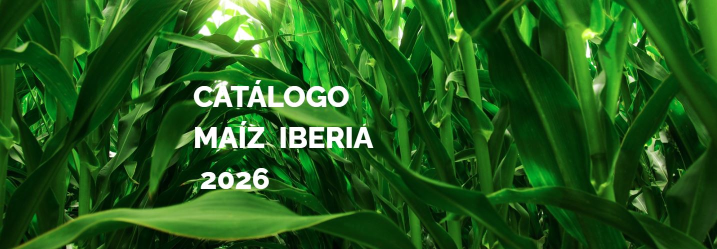 Semillas de Maíz Lidea